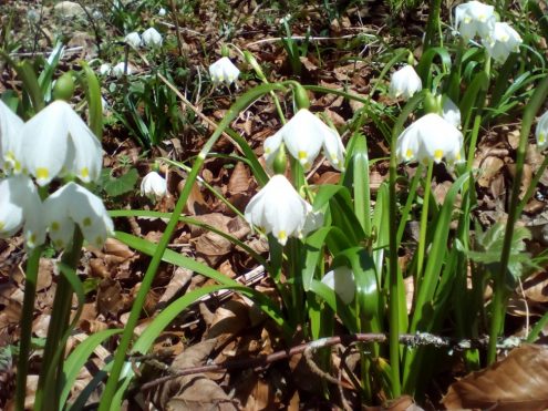 Märzenbecherblüte im Finstertal